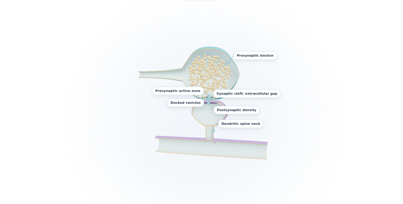 Medical Foundations preview